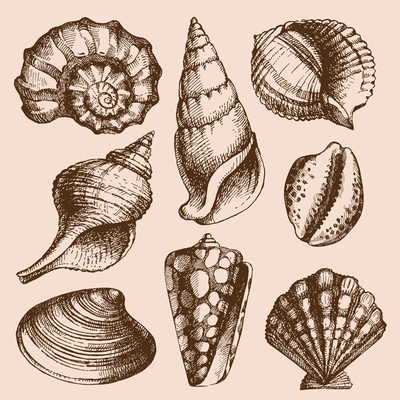 400x400 Conch On Curated Vector Illustrations, Stock Royalty Free Images