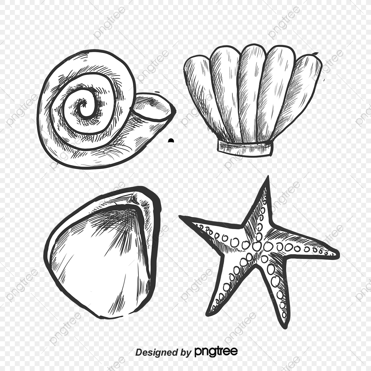 1200x1200 Vector Conch Sea Side, Sea Vector, Sketch, Black Png And Vector
