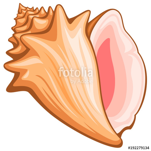 500x500 Vector Illustration Of A Conch Shell Stock Image And Royalty
