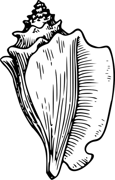 383x600 Conch Free Vector In Open Office Drawing