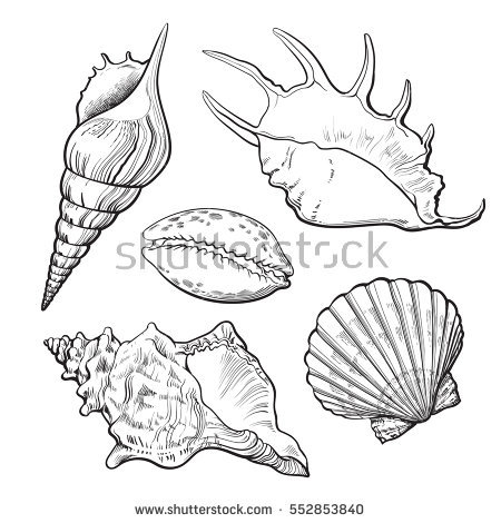 450x470 Conch Shell Drawing Group With Items