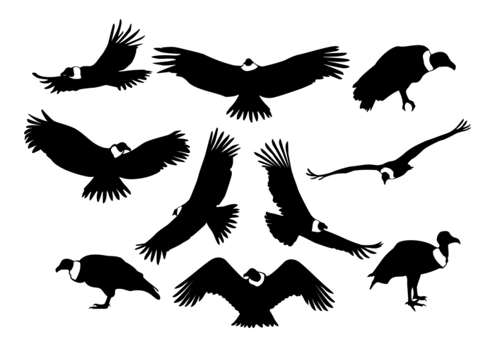 700x490 Condor Silhouettes Vector