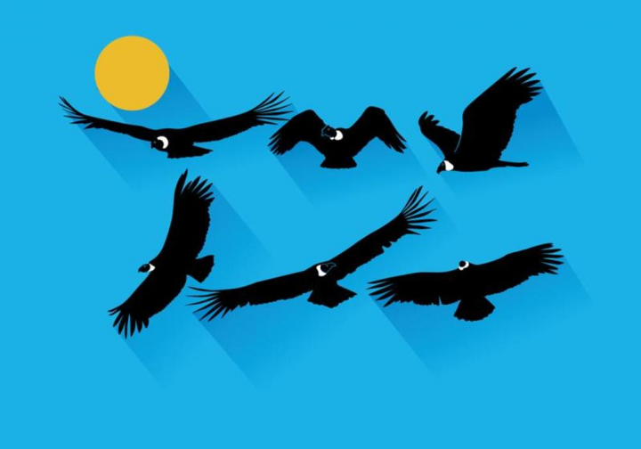 720x504 Condor Vector