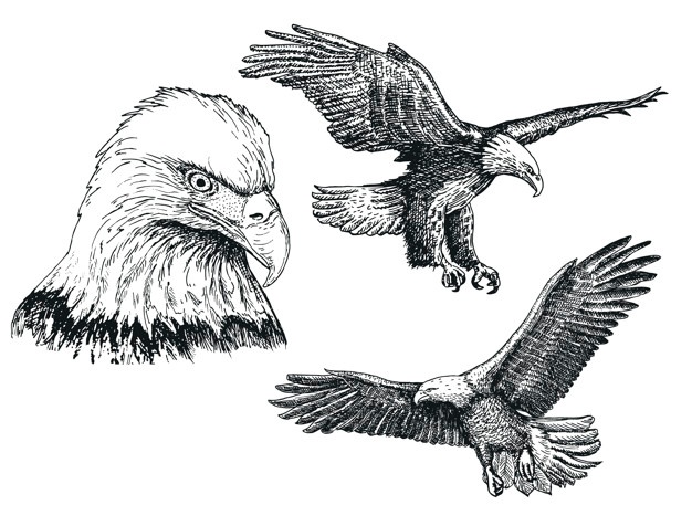 626x476 Condor Vectors, Photos And Free Download