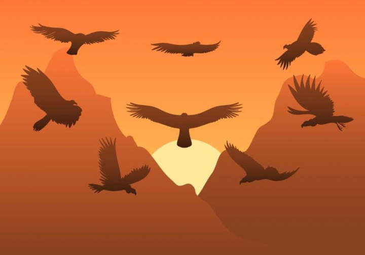 720x504 Free Condor Vector