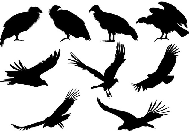 632x443 Set Of Condor Silhouettes Free Vector Download Cannypic