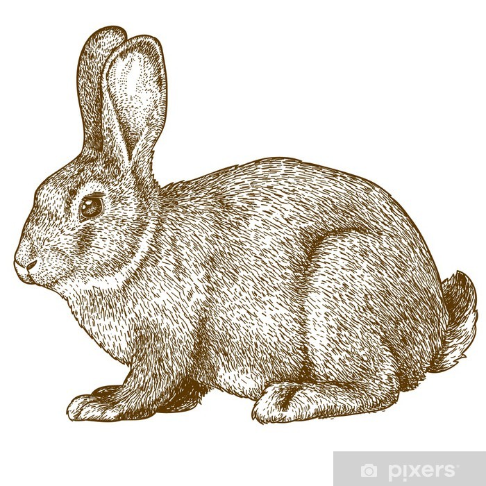 700x700 Vinilo Pixerstick Conejo Vector De Grabado En El Fondo Blanco