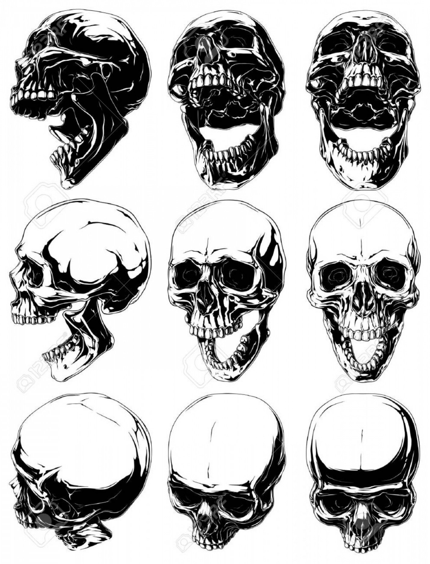 1428x1872 Photostock Vector Realistic Cool Detailed Graphic Skulls Vector