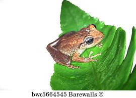 270x194 Coqui Frog Posters And Art Prints Barewalls