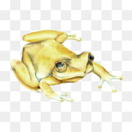 260x260 Coqui Png Free Download