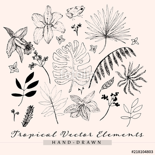 500x500 Tropical Vector Elements, Hand Drawn Tropical Leaves, Coqui Frog