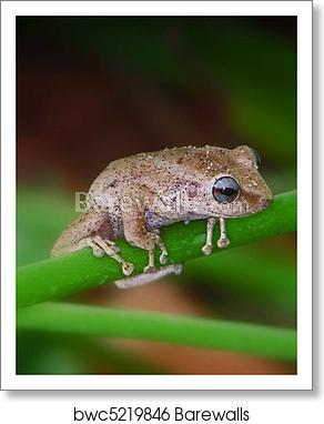 292x382 Coqui Frog, Art Print Barewalls Posters Prints