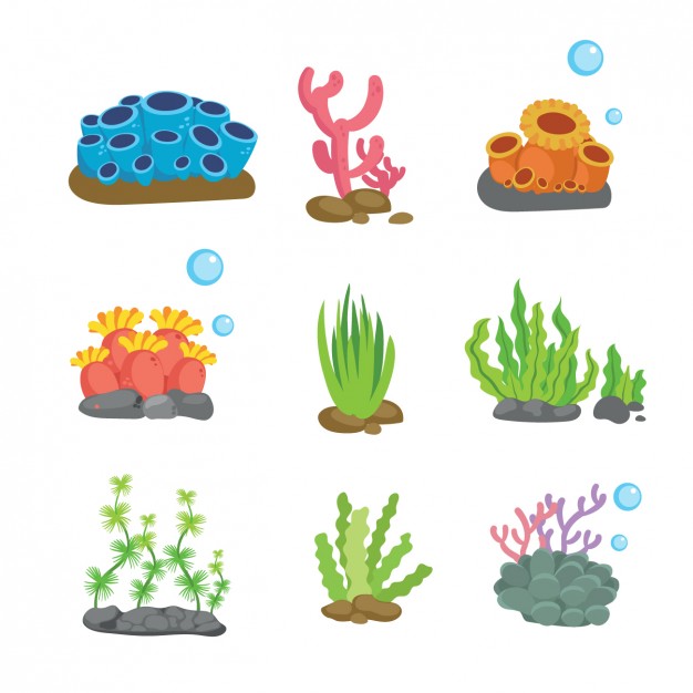 626x626 Coral Vectors, Photos And Free Download