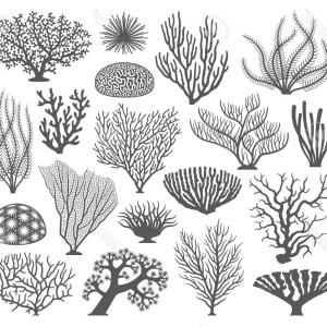 300x300 Photostock Vector Collection Of Many Different Coral And Coral