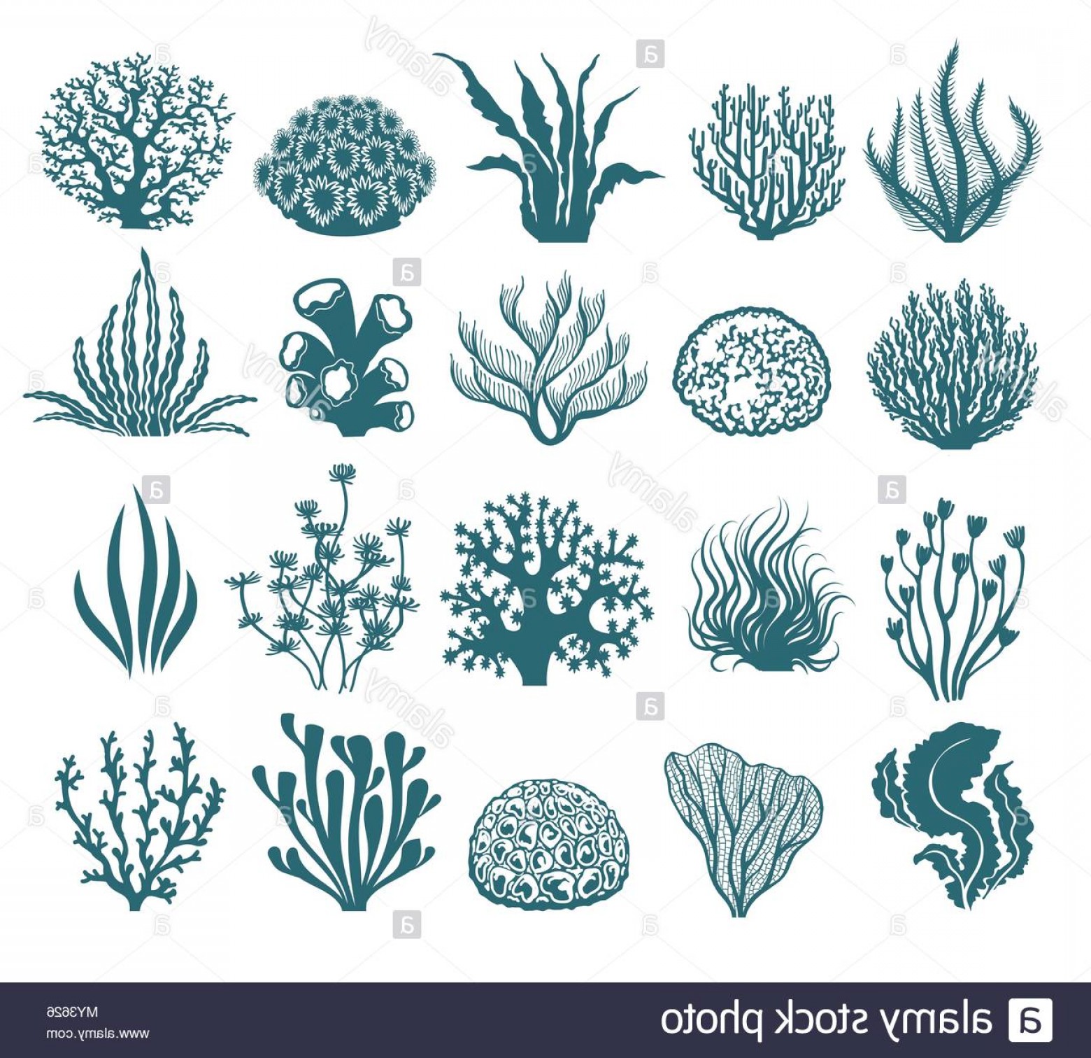 1560x1512 Seaweeds And Coral Silhouettes Vector Aquarium Algae Graphic