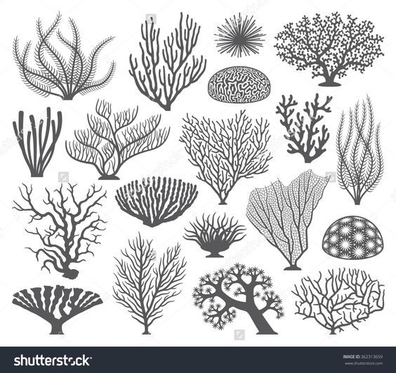 564x531 Collection Of Many Different Coral And Coral Formations Vector