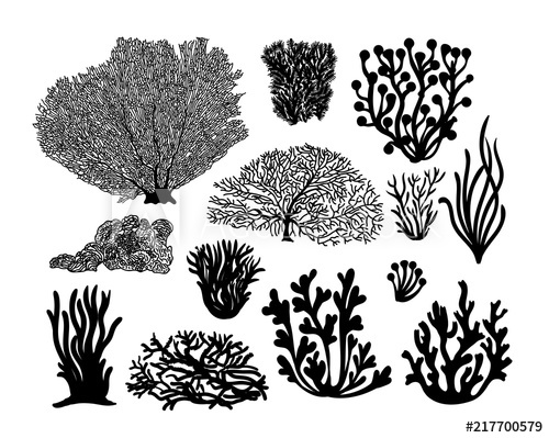 500x399 Set Of Sea Corals And Seaweed Black Silhouette Vector
