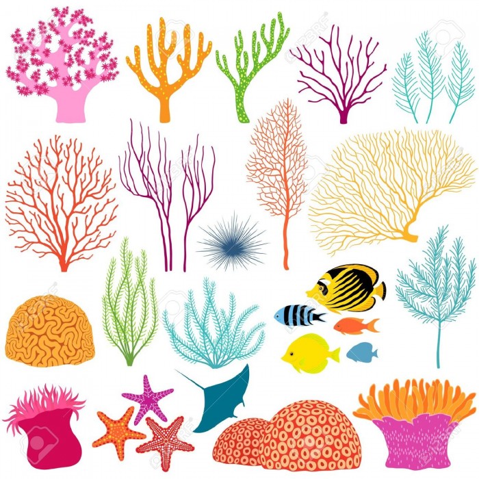 700x700 Coral Vector Png Image Vector, Clipart