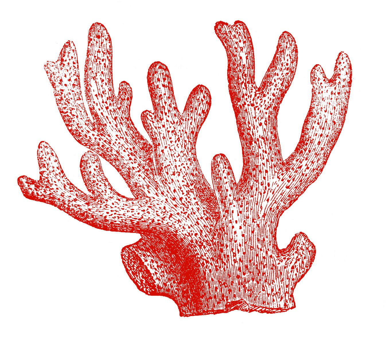 1349x1200 Coral Clipart Vector Graphic For Free Download And Use Images