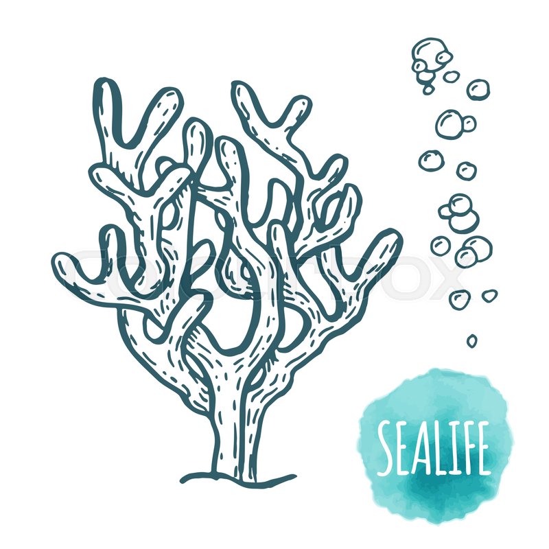 800x800 Hand Drawn Aquatic Coral Doodle Vector Stock Vector Colourbox