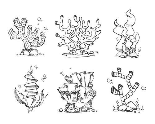 500x400 Page Corals On Curated Vector Illustrations, Stock Royalty Free