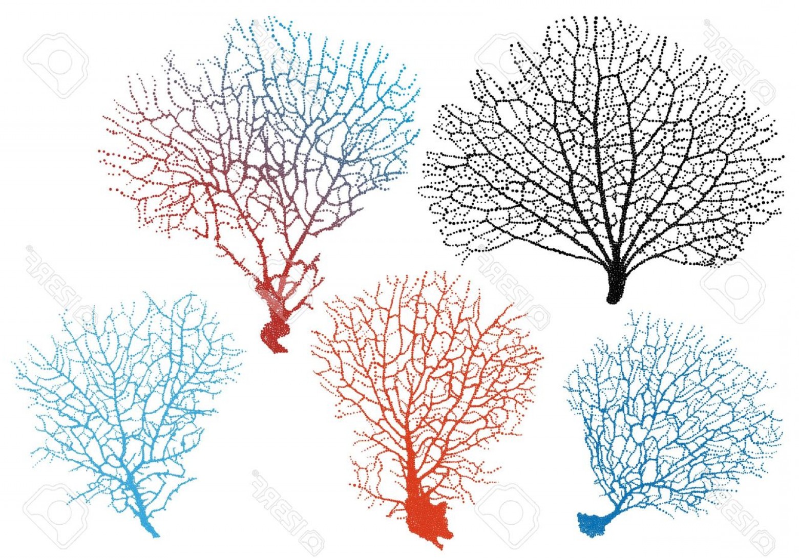 1560x1090 Photodetailed Black Sea Fan Corals Vector Set Soidergi