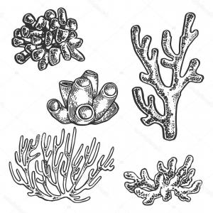 300x300 Stock Illustration Coral Sea Plant Engraving Vector Catchsplace