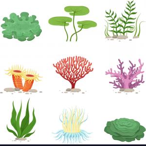 Coral Vector at Vectorified.com | Collection of Coral Vector free for ...