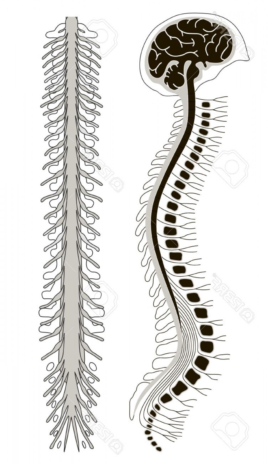 902x1560 Spinal Cord Vector Art Wallkeeper