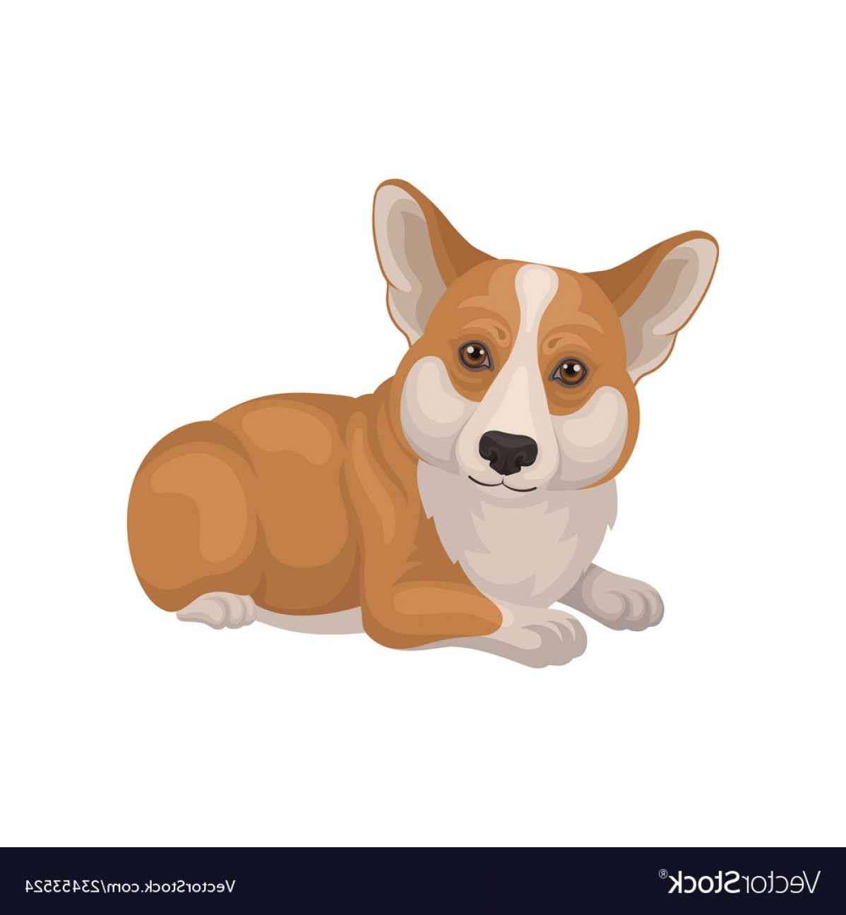 1198x1296 Detailed Flat Portrait Of Cute Welsh Corgi Vector Soidergi