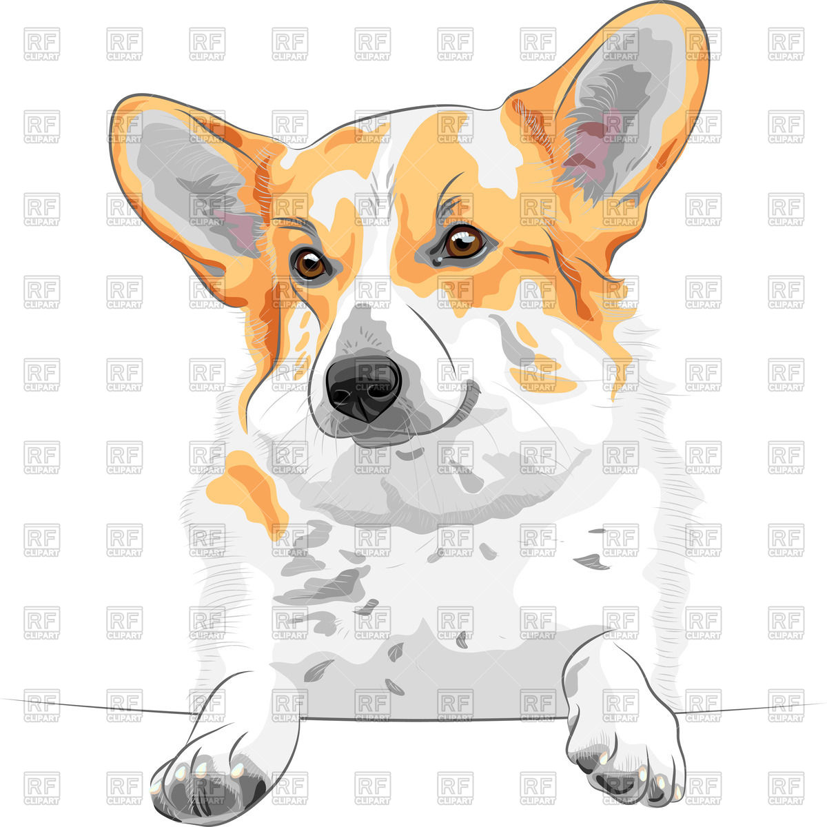 1200x1200 Sketch Of The Dog Of Pembroke Welsh Corgi Breed Vector Image