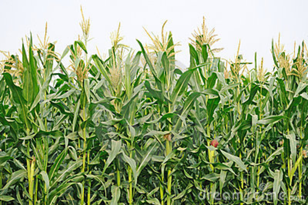 600x399 Agriculture Corn Field Thumb Image