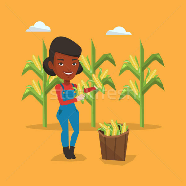 600x600 Corn Field Stock Vectors, Illustrations And Cliparts Stockfresh