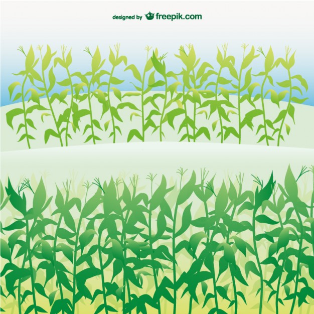 626x626 Corn Fields Vector Free Download
