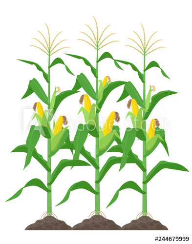 393x500 Corn Stalks Isolated On White Background Green Corn Plants