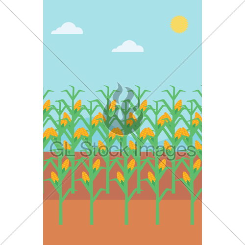 500x500 Background Of Corn Field Gl Stock Images
