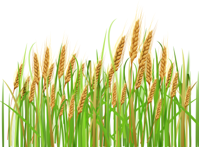 400x295 Cornfield Png