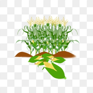 360x360 Cornfield Png, Vector, And Clipart With Transparent
