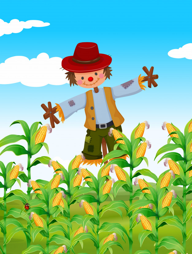 626x828 Scarecrow Standing In Corn Field Vector Free Download