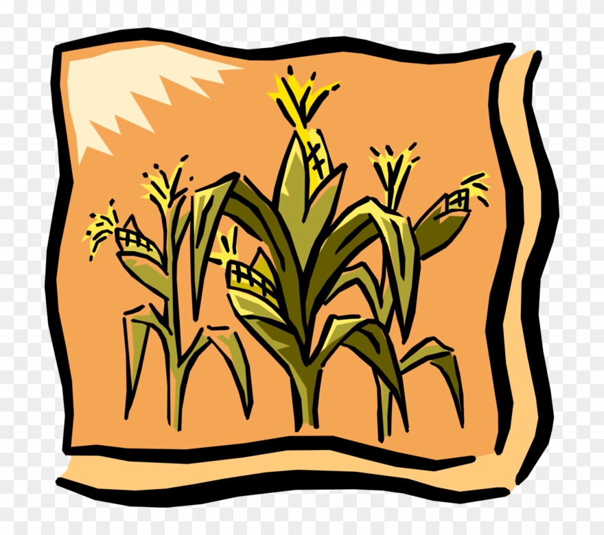 880x780 Vector Illustration Of Farm Cornfield Corn Crop