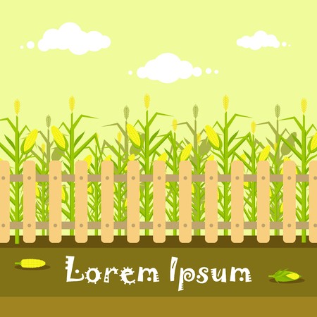 450x450 Vector Yellow Cornfield With Fence In Flat Style Ripe Corn
