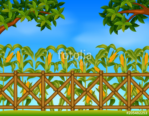 500x392 Green Corn Field In Agricultural Garden Stock Image And Royalty