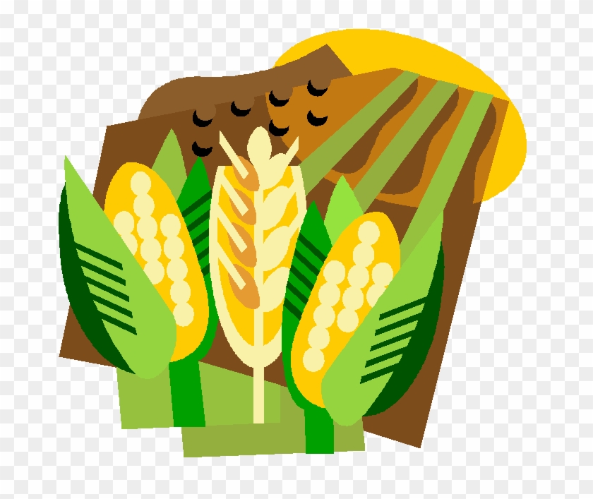 840x707 Corn Field Farm Stock Vector