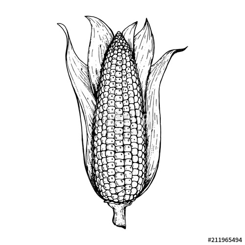 500x500 Corn On The Cob Hand Drawn Vector Illustration Corn Sketch