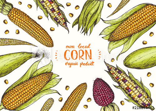 500x354 Corn On The Cob Hand Drawn Vector Illustration Top View Frame