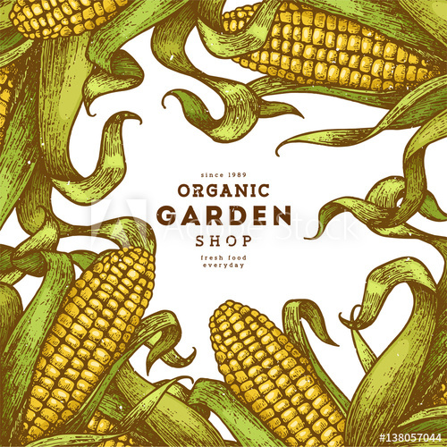 500x500 Corn On The Cob Vintage Design Template Botanical Corn Vector