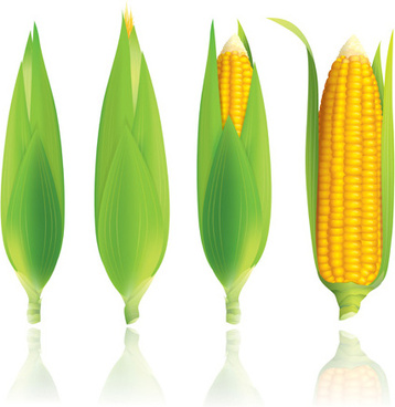 358x368 Vector Corn Cob Free Vector Download