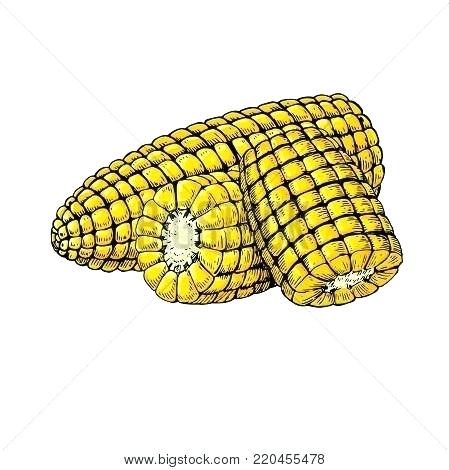 449x470 Corn On The Cob Drawing