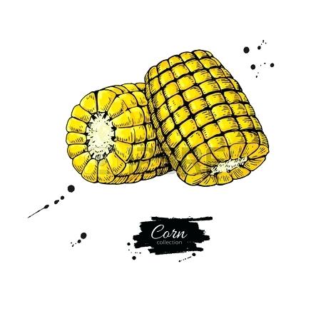 450x450 Corn On The Cob Drawing