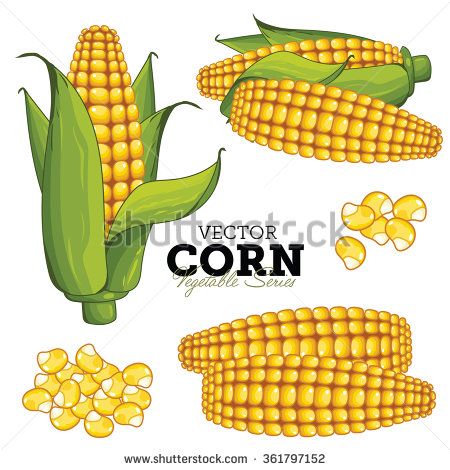 450x470 Corn Compositions, Corn Seed, Corn Vector, Corn Illustration Corn